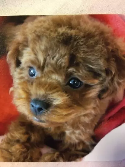 集まれ わんばか部 桐谷美玲 大政絢 有末麻祐子の愛犬が登場 ローリエプレス