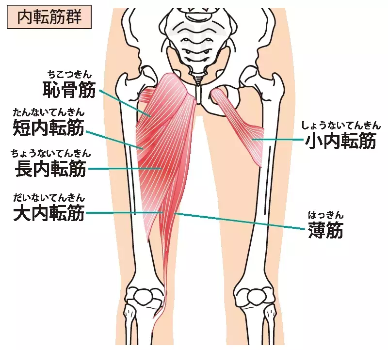 内転筋の鍛え方 下半身トレーニング ストレッチで美脚になる方法を解説 ローリエプレス