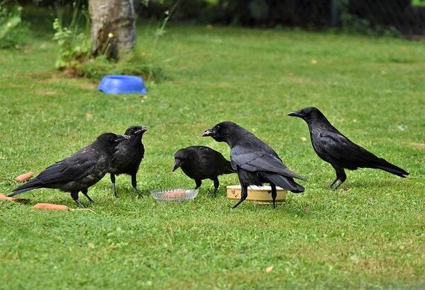 夢占い カラスの夢って良い 悪い パターン別の意味を徹底解説 ローリエプレス