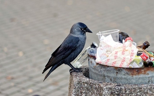 夢占い カラスの夢って良い 悪い パターン別の意味を徹底解説 ローリエプレス 2 3