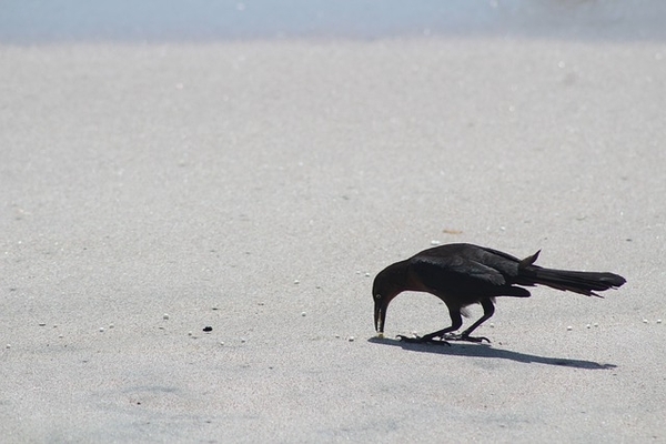 夢占い カラスの夢って良い 悪い パターン別の意味を徹底解説 ローリエプレス 2 3