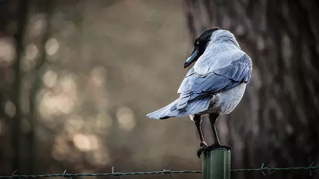 夢占い カラスの夢って良い 悪い パターン別の意味を徹底解説 ローリエプレス
