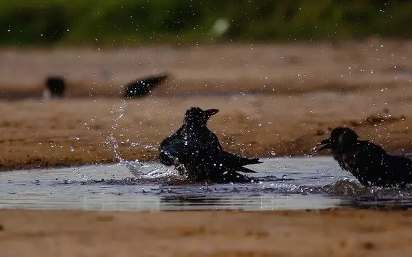 夢占い カラスの夢って良い 悪い パターン別の意味を徹底解説 ローリエプレス