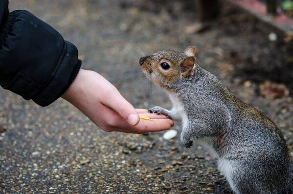 夢占い ねずみの夢の意味とは 状況やねずみの状態別に徹底分析 ローリエプレス