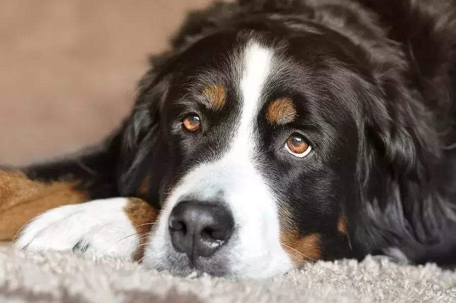 夢占い 夢の中の犬の意味とは 特徴やシチュエーション別に解説 ローリエプレス