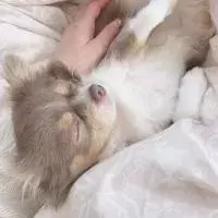 夢占い 血が出る夢は吉夢 吐く 他人 目などシーン別に解説 ローリエプレス