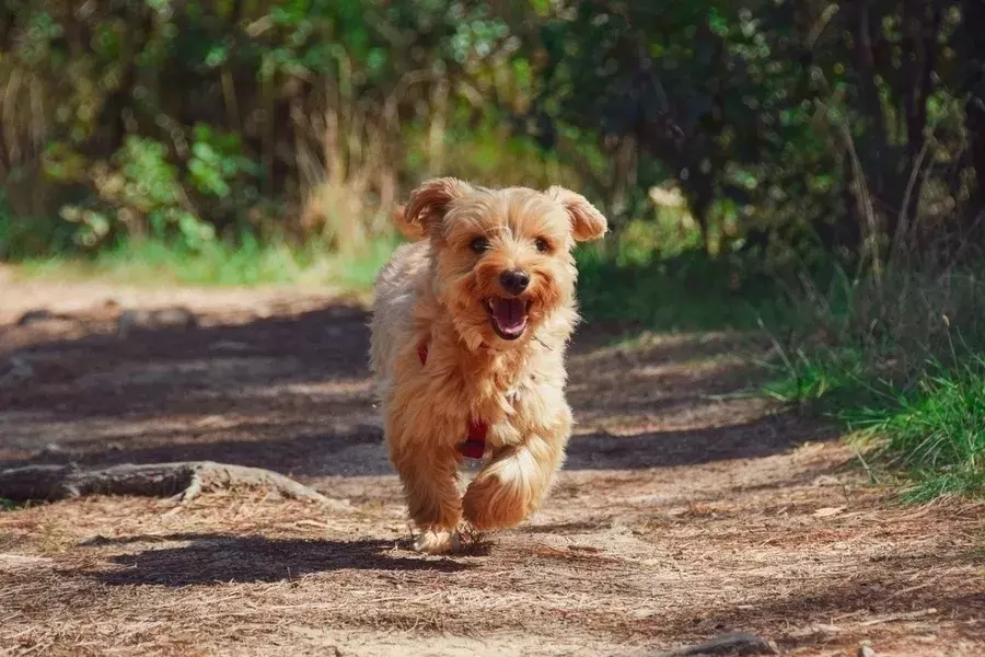 夢占い 夢の中の犬の意味とは 特徴やシチュエーション別に解説 ローリエプレス 2 2