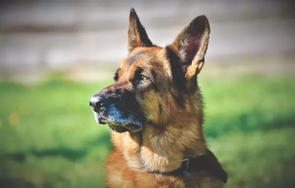 夢占い 夢の中の犬の意味とは 特徴やシチュエーション別に解説 ローリエプレス