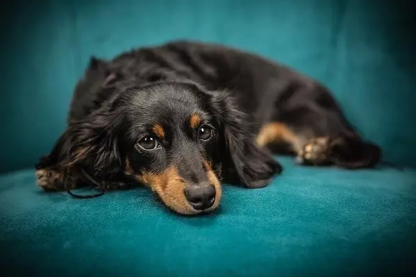 怒られる夢を見る意味や心理状態は 人物や状況別に夢占いしてみよう ローリエプレス