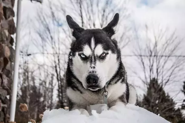 弱い犬ほどよく吠える の意味や心理とは どんな時に使う言葉なの ローリエプレス