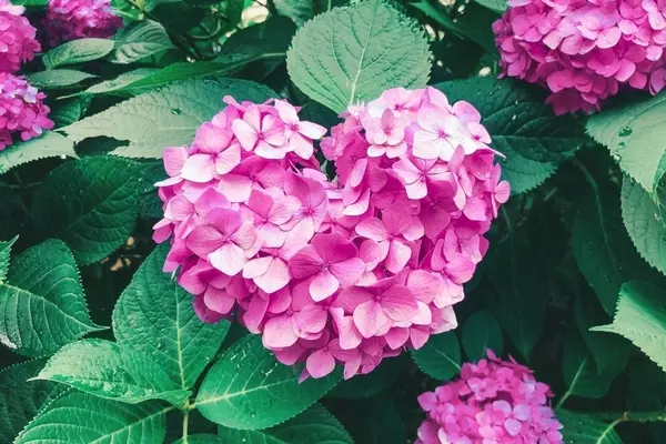 好きと言わない彼氏の心理とは 対処法 好きと言いたくなる瞬間も ローリエプレス