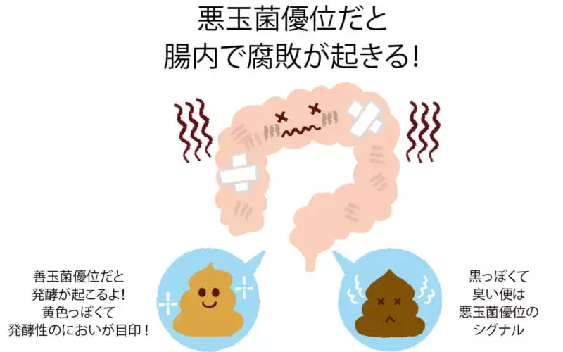 臭いおならは病気のサイン 腸内環境の悪化を放置しないほうがいい理由を解説 専門家 監修 ローリエプレス