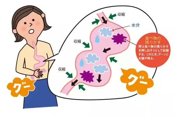 お腹が鳴ったら食べる 習慣はストップ 空腹スイッチを正常化する食事のタイミング 医師 監修 ローリエプレス