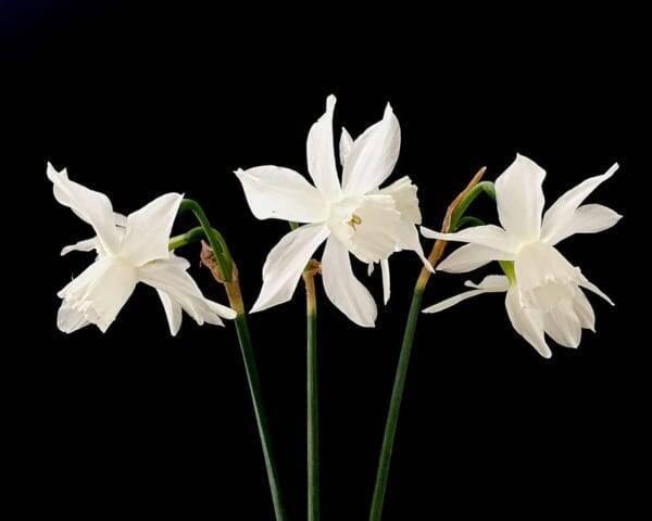 水仙 スイセン の花言葉 ギリシャ神話が関係する花の意味を解説 ローリエプレス