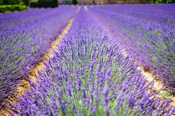 ラベンダーの花言葉 ハーブの女王と呼ばれる香りが素敵な花に込められた意味を解説 ローリエプレス