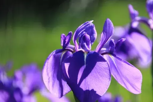 アイリスの花言葉 虹の女神 が由来の花を種類別 色別に解説 ローリエプレス