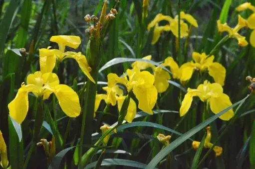 アイリスの花言葉 虹の女神 が由来の花を種類別 色別に解説 ローリエプレス