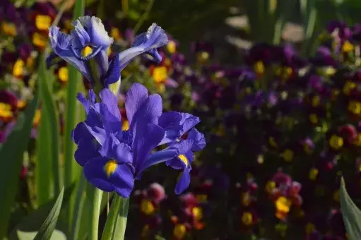 アイリスの花言葉 虹の女神 が由来の花を種類別 色別に解説 ローリエプレス