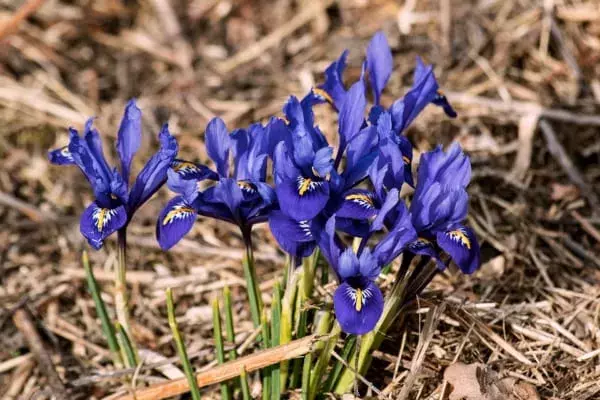 あやめの花言葉 ガーデニング初心者でも育てやすい馴染みの花の意味と由来を解説 ローリエプレス あやめの花言葉 ガーデニング初心者でも育てやすい馴染みの花の意味と由来を解説 ローリエプレス