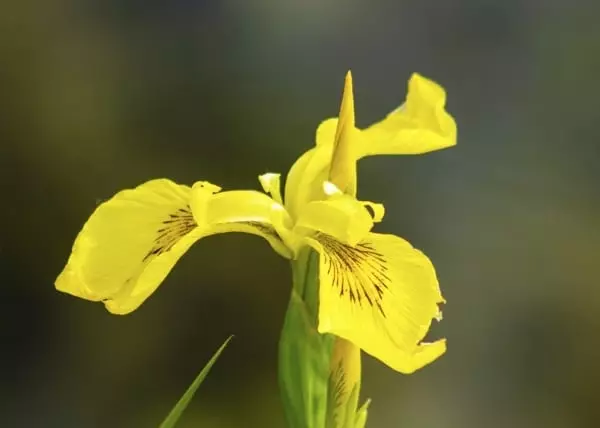 あやめの花言葉 ガーデニング初心者でも育てやすい馴染みの花の意味と由来を解説 ローリエプレス