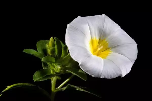 朝顔 アサガオ の花言葉 朝の美人の顔と言われる花の意味を解説 ローリエプレス