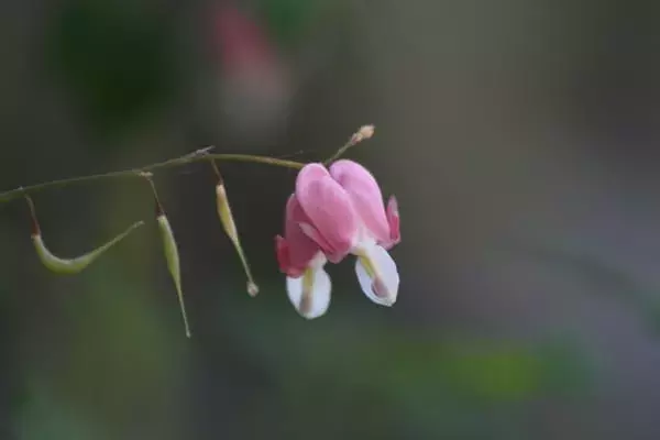 すずらんの花言葉 実は毒を持つ花に込められた意味を解説 ローリエプレス