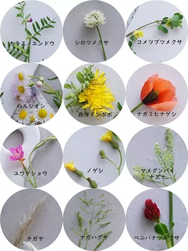 連載 大人も楽しめる野の花あそび 花活けのポイント 花冠 押し花の作り方紹介 ローリエプレス