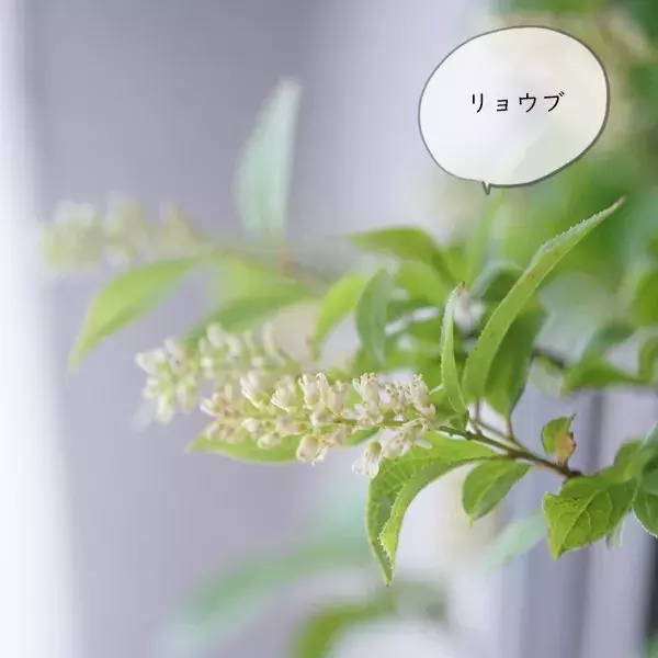 連載 高コスパな ニトリ Ikea の花瓶 夏まで飾って楽しめるグリーンで涼しげ森林浴気分 ローリエプレス