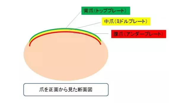 二枚爪の4つの原因と爪の切り方 対策方法 ローリエプレス