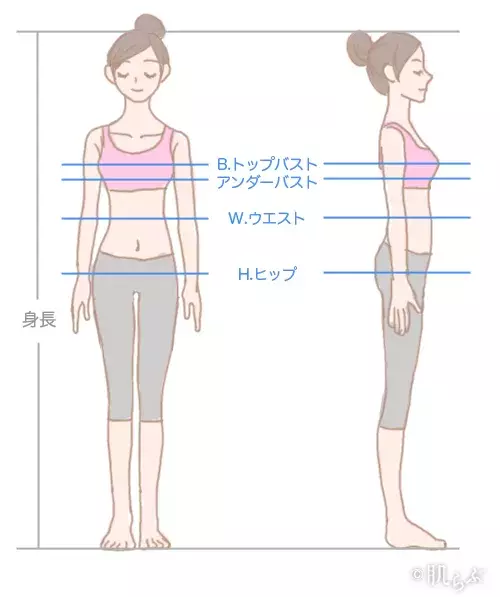 スリーサイズの測り方 年代別の平均や理想サイズは何cm ローリエプレス