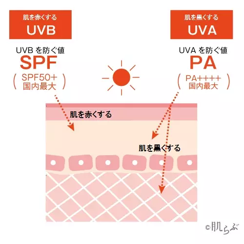 Spfとは Spfとpaの違い 値の意味を確認 日焼け止め選びが変わる ローリエプレス