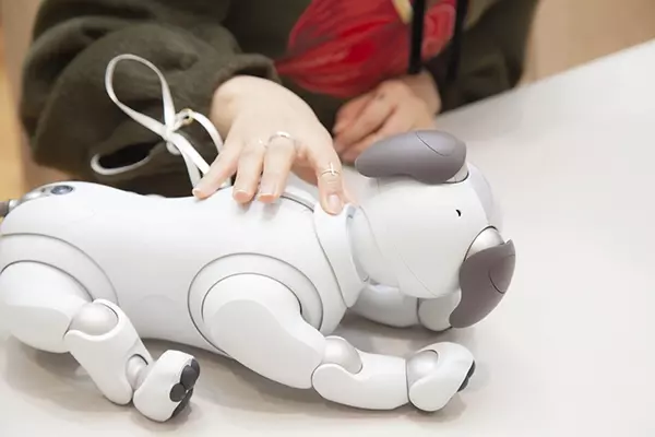 Isuta Girl 約12年ぶりの登場で話題 ソニーのイヌ型ロボット Aibo アイボ は植村麻由も虜になるかわいさ ローリエプレス