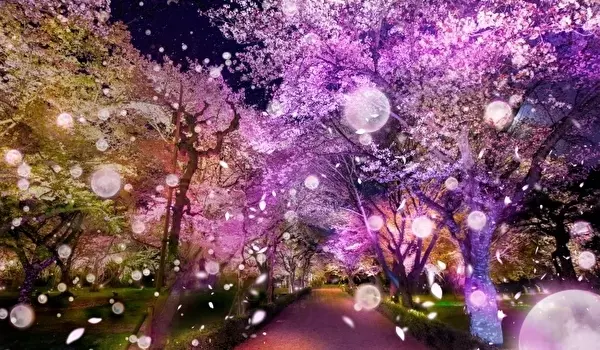 夜桜 光のアートの幻想空間にうっとり 京都二条城で Flowers By Naked が開催されます ローリエプレス