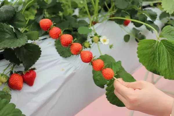 1年中いちご狩りができる 東京ストロベリーパーク が営業再開 夏にぴったりな新メニューもお目見えです ローリエプレス