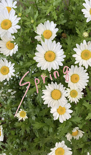 動画だけじゃないんです ビデオ編集アプリ Vita は 手書き文字入れ 顔隠し加工もできる超優秀ツール ローリエプレス