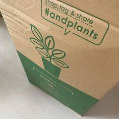 おしゃれな観葉植物はオンラインで買う時代。「AND PLANTS」が有能すぎる #トーキョーごきげん倶楽部