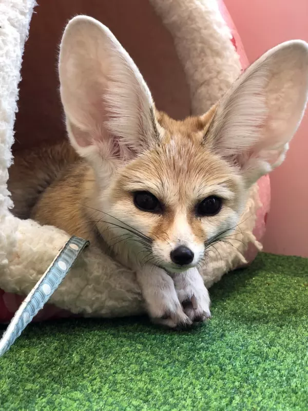 原宿の真ん中に動物 ちび動物たちと触れ合えるショップが激アツ ローリエプレス