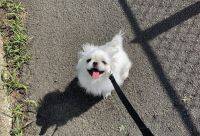 大人気の犬・ペキニーズの「ムーチョ」くんの可愛すぎるショットまとめ Vol.11～19総集編【#ムーチョのなまいにち】