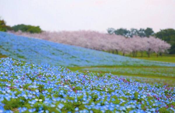 全国 おすすめ花畑30選 キレイすぎる一面の花々に癒されたい ローリエプレス