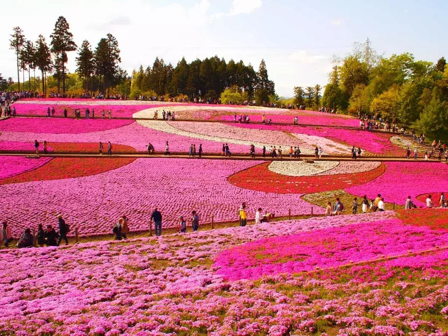 全国 おすすめ花畑30選 キレイすぎる一面の花々に癒されたい ローリエプレス 全国 おすすめ花畑30選 キレイすぎる一面の花々に癒されたい ローリエプレス