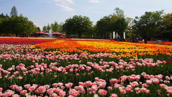 全国 おすすめ花畑30選 キレイすぎる一面の花々に癒されたい ローリエプレス