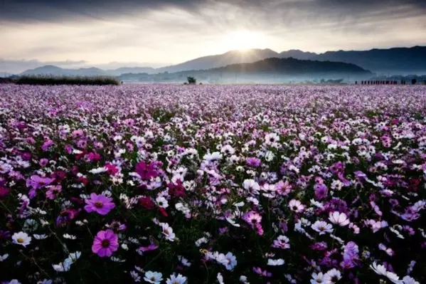 全国 おすすめ花畑30選 キレイすぎる一面の花々に癒されたい ローリエプレス