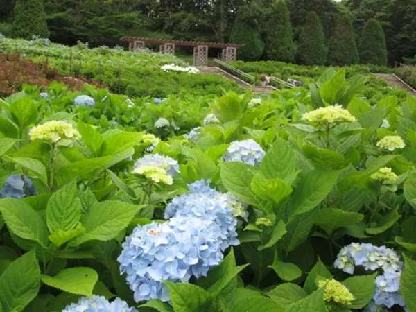 18 全国 あじさい 名所34選 Sns映え抜群なカラフル紫陽花を見に行こう ローリエプレス