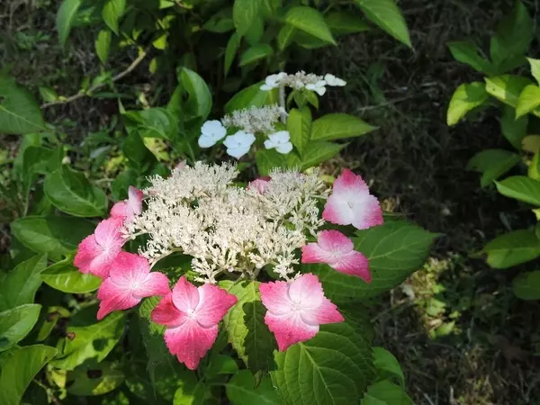 18 全国 あじさい 名所34選 Sns映え抜群なカラフル紫陽花を見に行こう ローリエプレス