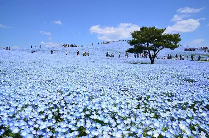 19 全国のネモフィラ名所おすすめ14選 美しすぎる青い花絶景 ローリエプレス
