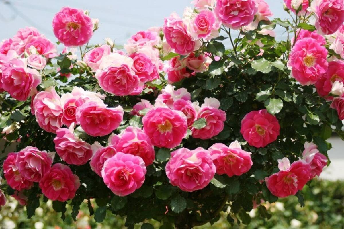 全国 バラ園 ローズガーデン32選 華やかで美しいバラを見に行こう ローリエプレス