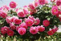 【全国】バラ園・ローズガーデン32選！華やかで美しいバラを見に行こう！