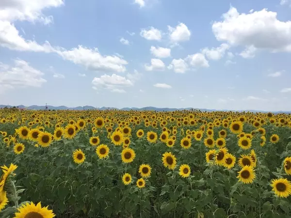 全国 ひまわり畑31選 一面黄色の絨毯と青空のコントラストが絶景すぎる ローリエプレス