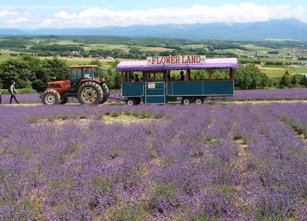 全国 初夏の絶景 ラベンダー畑 30選 色鮮やかで美しい紫色の絨毯を見に行こう ローリエプレス