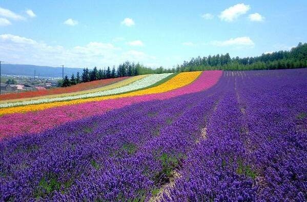 全国 初夏の絶景 ラベンダー畑 30選 色鮮やかで美しい紫色の絨毯を見に行こう ローリエプレス